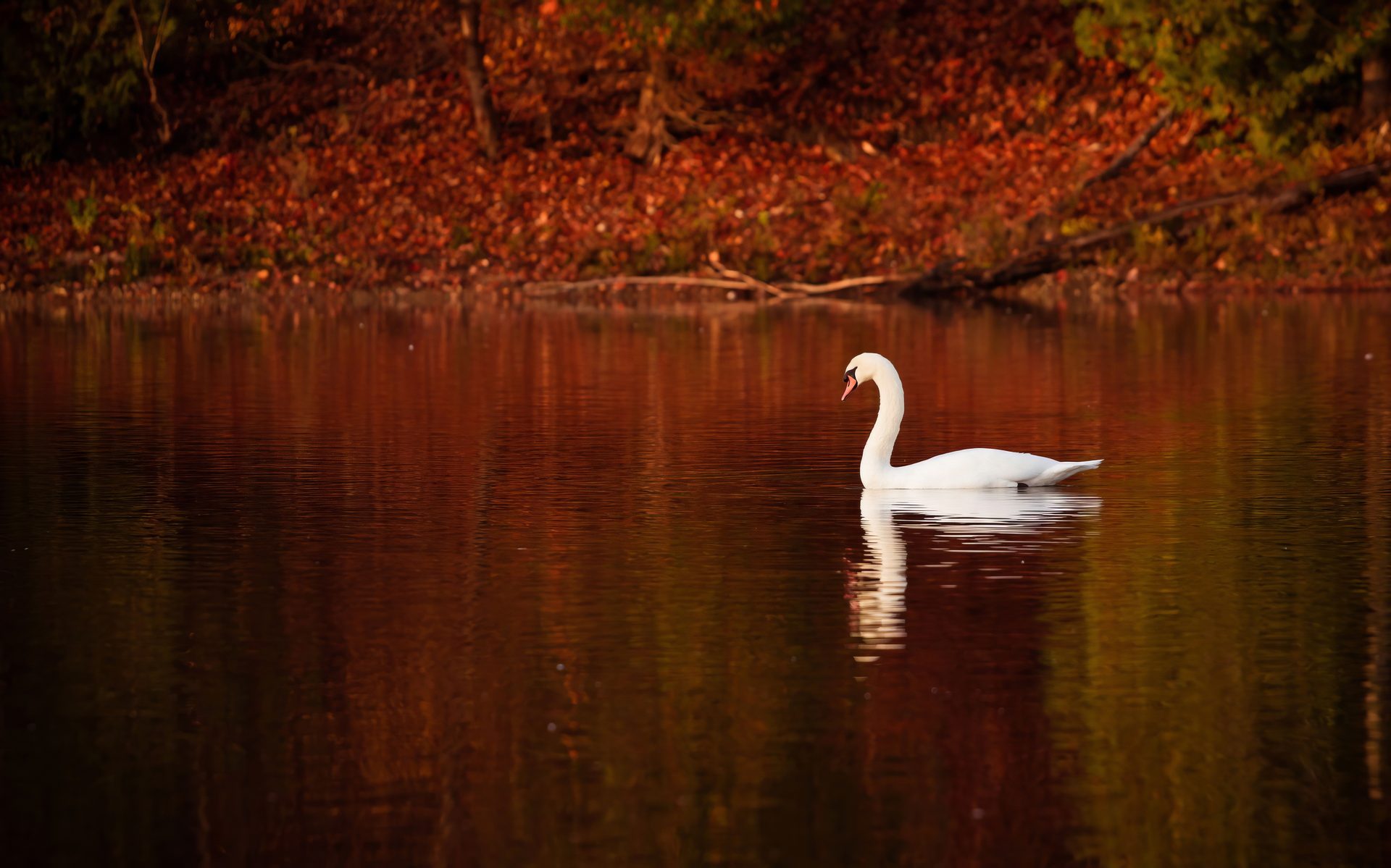 Swan on Elbow Lake